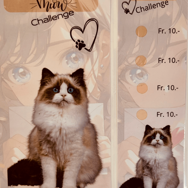 Miaou
