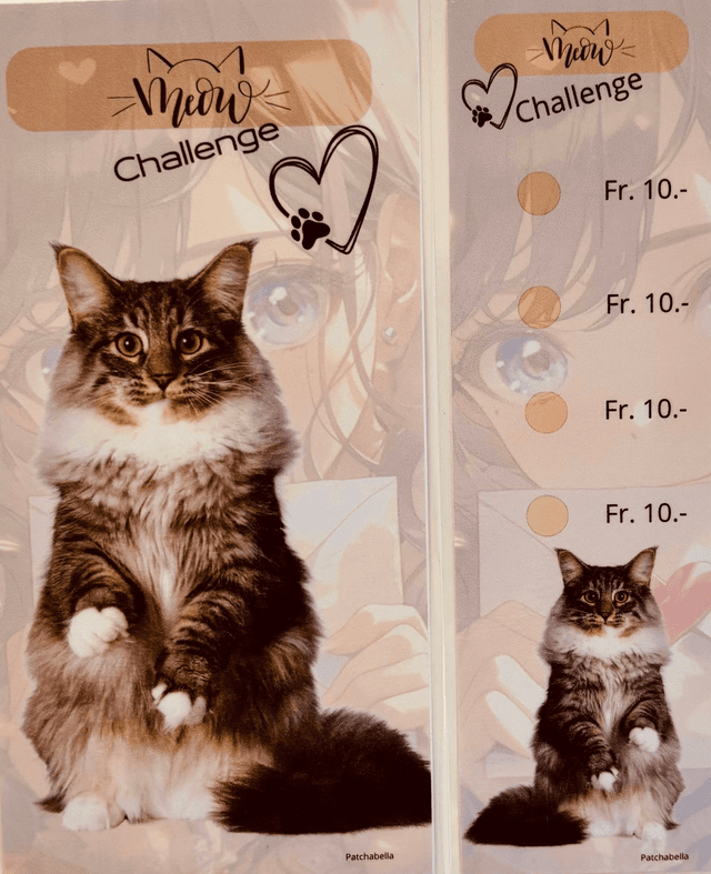Miaou 11